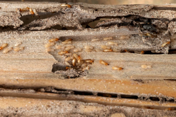 Best Local Pest Control Services  in Laguna Beach, CA